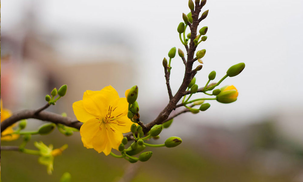 Thế giới Lavender