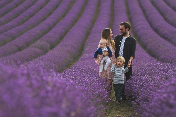 hoa lavender khô