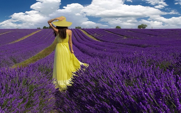 hoa lavender khô