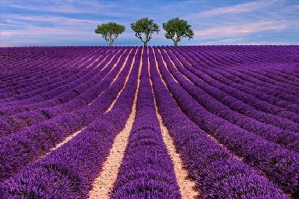 hoa lavender khô