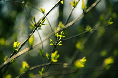 hoa trưng tết