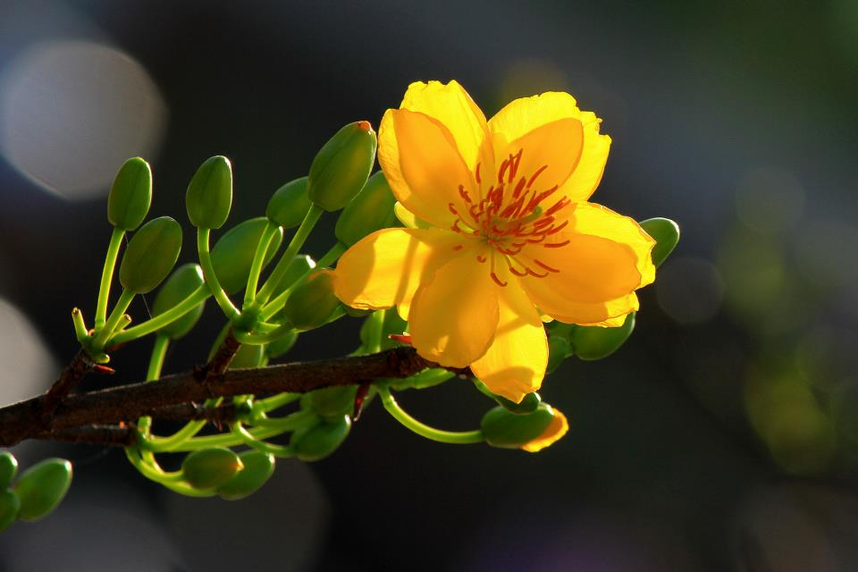 hoa trưng tết