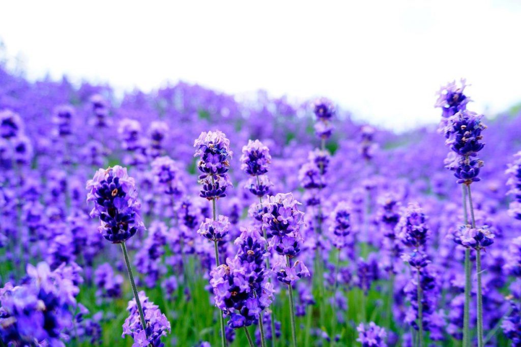tinh dầu lavender