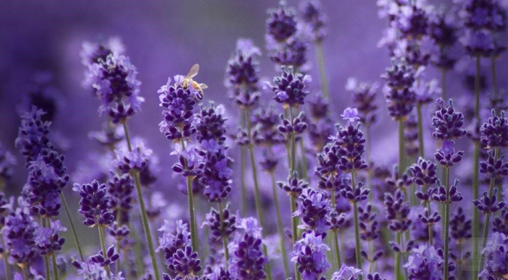 túi thơm Lavender