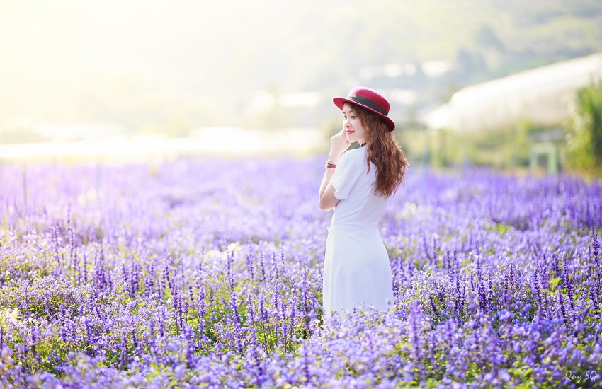 dầu gội Lavender