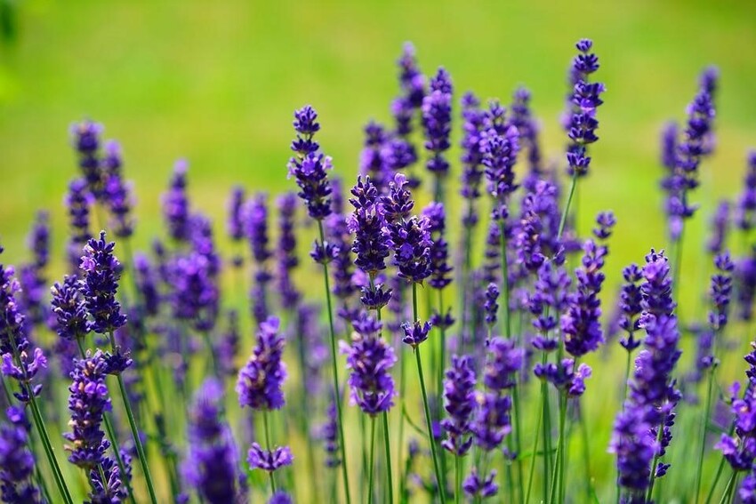 dầu gội Lavender