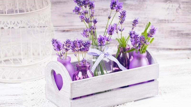 nụ hoa Lavender khô