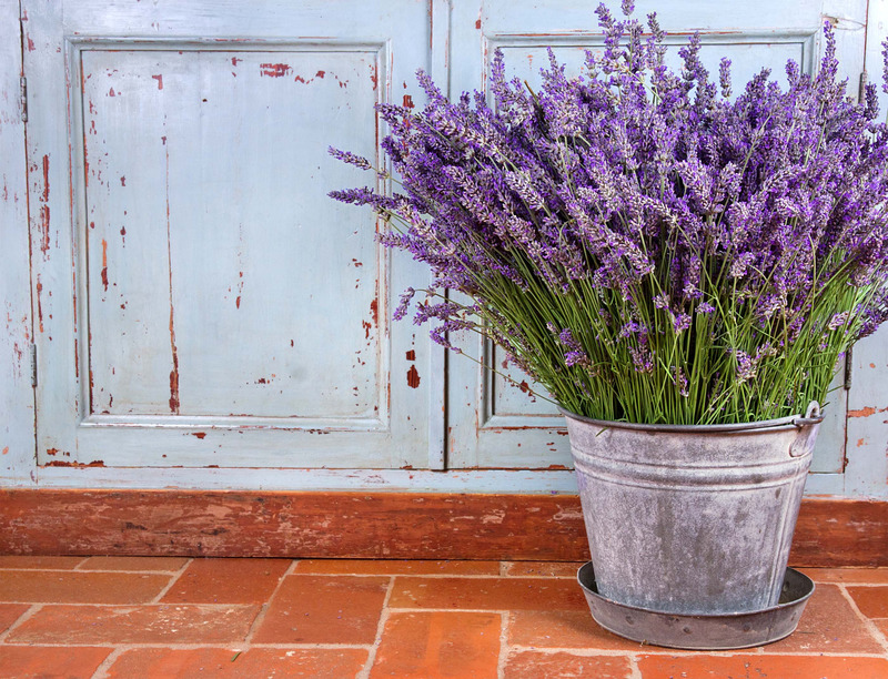 nụ hoa Lavender khô