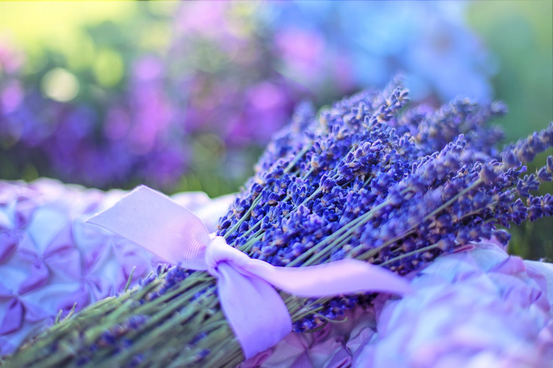 nụ hoa Lavender khô