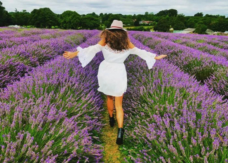hoa khô Lavender