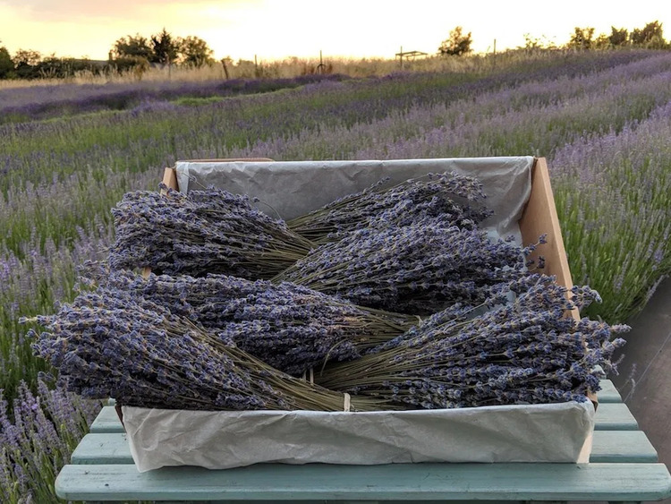 hoa khô Lavender