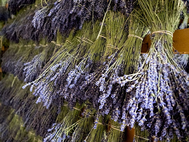 Sữa tắm Lavender Pháp