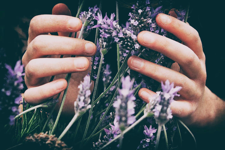 Sữa tắm Lavender Pháp