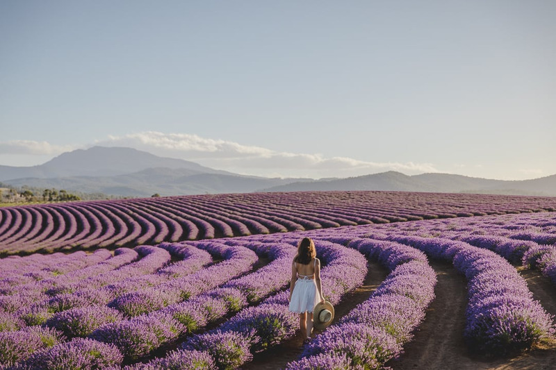 dưỡng thể Lavender