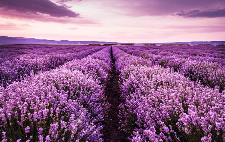 dưỡng thể Lavender