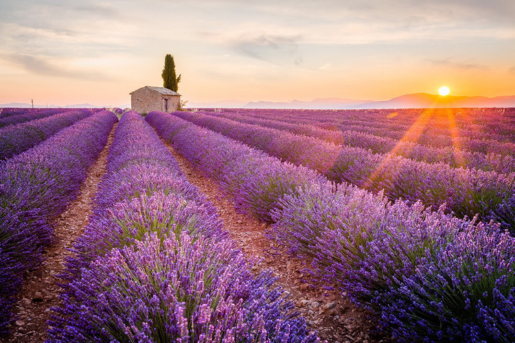 dưỡng thể Lavender