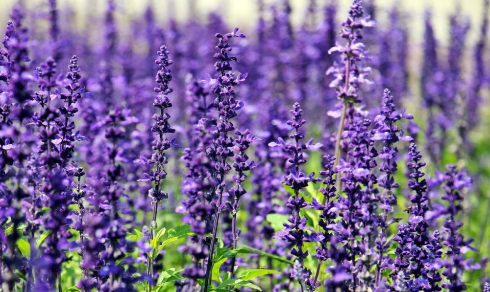 sữa tắm lavender