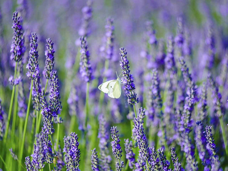 sữa tắm Lavender