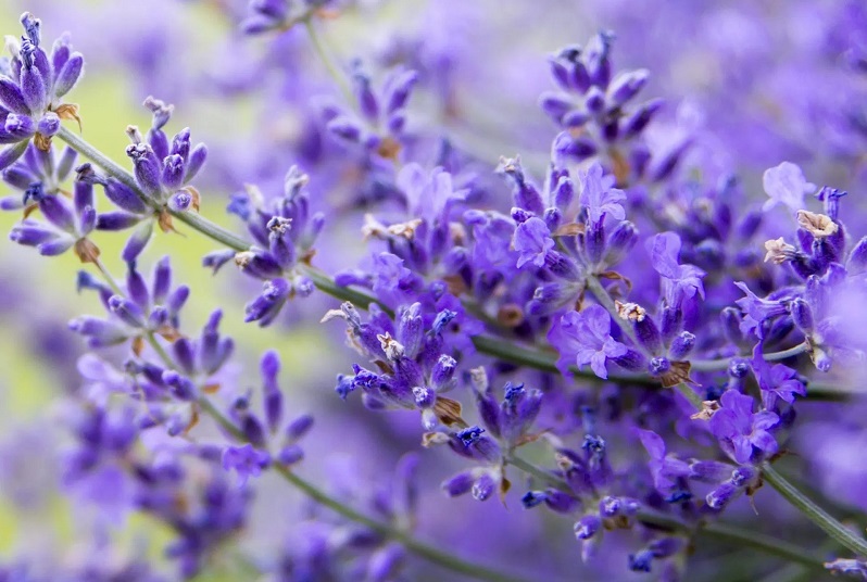 Sữa tắm Lavender
